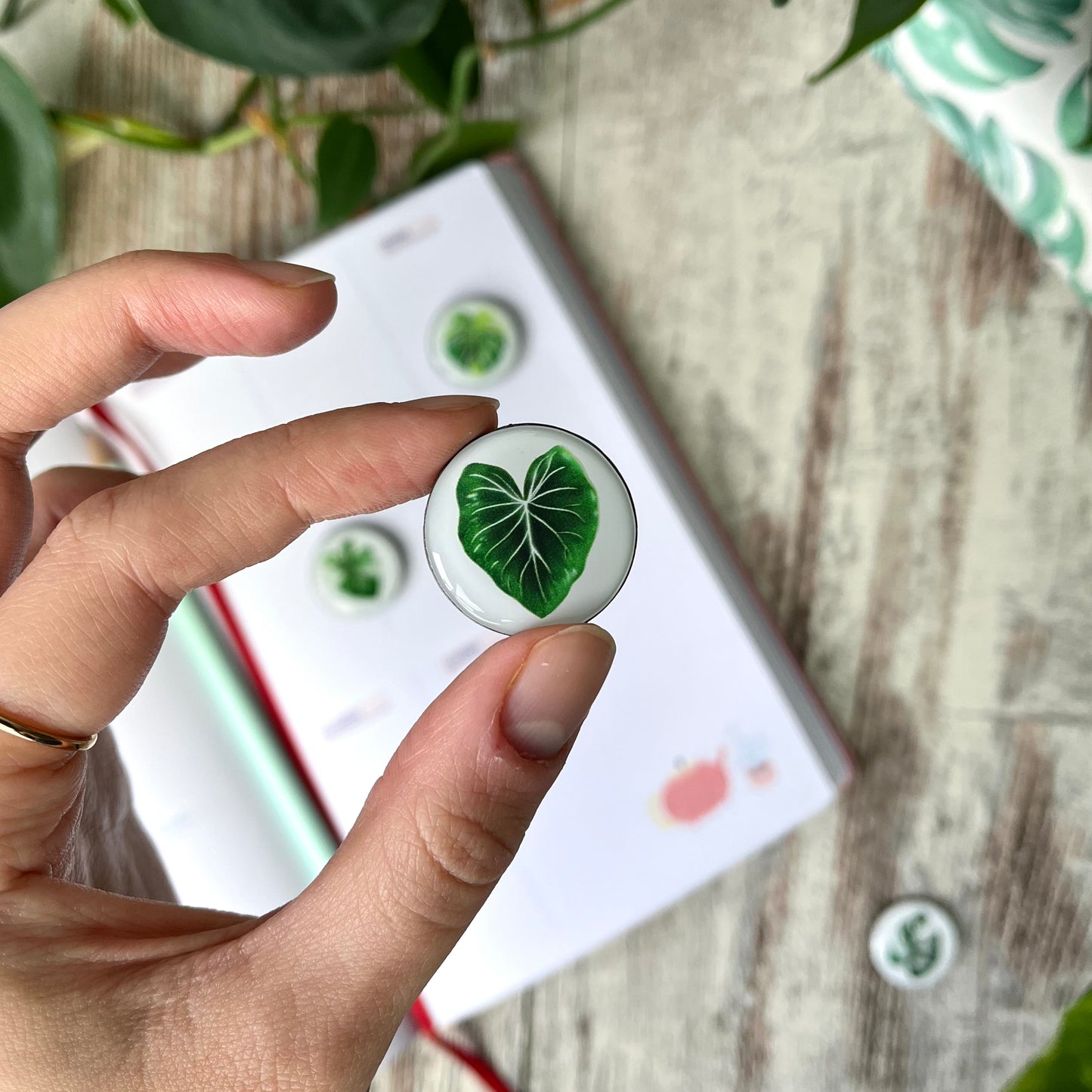 Magnet Set - seltene Pflanzen - Monstera aurea, Philodendron Gloriosum, Alocasia variegata, Monstera adansonii variegata