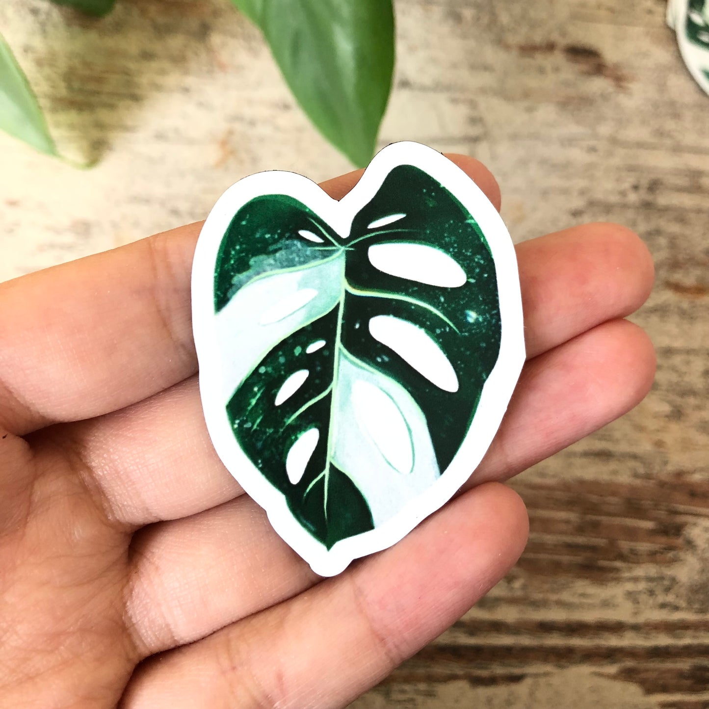 Magnet - Monstera adansonii variegata - 1 Blatt - wearequiethumans