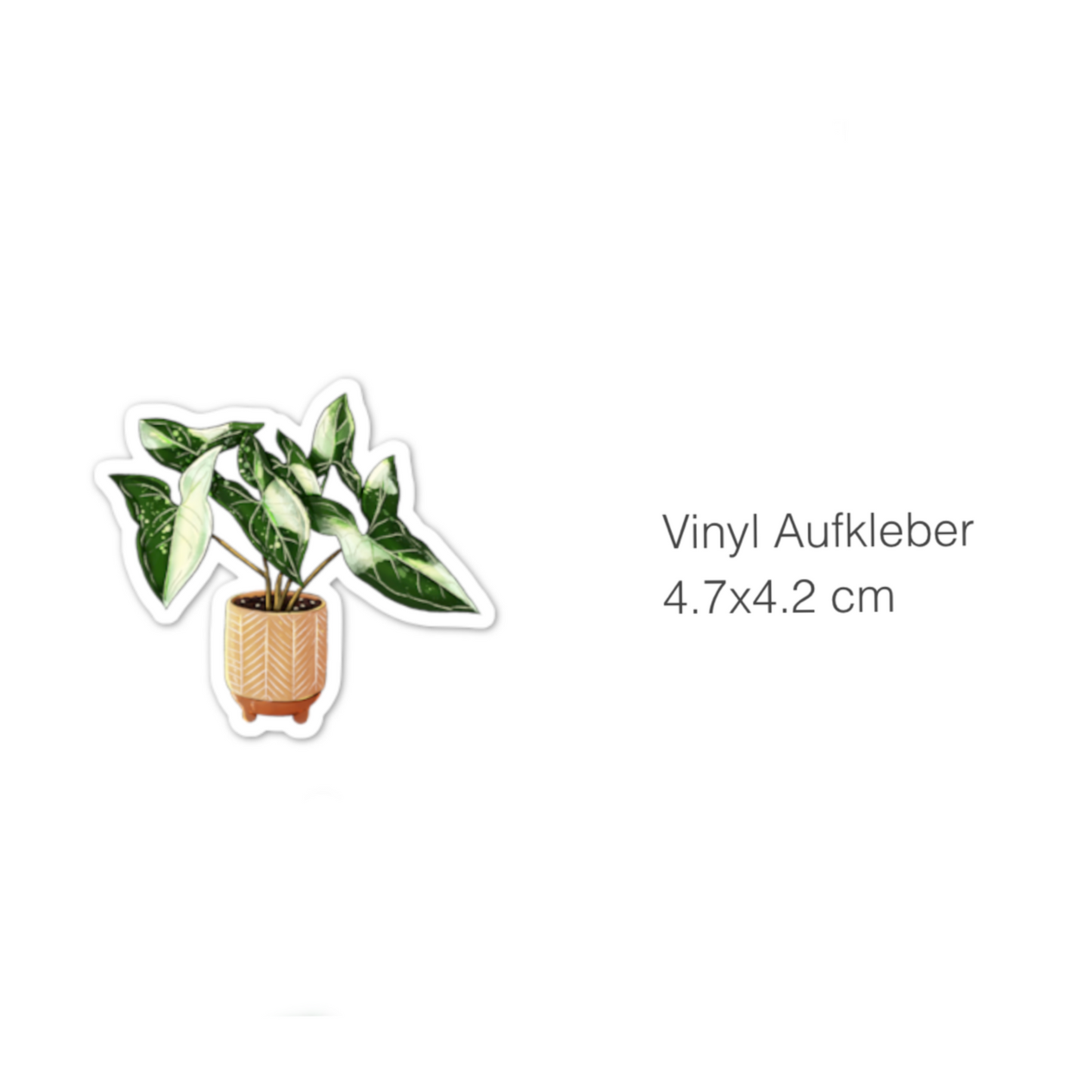 Sticker - Syngonium Variegata