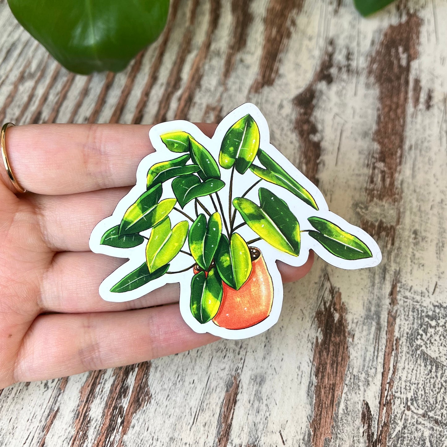 Kühlschrankmagnet - Philodendron burle marx - wearequiethumans