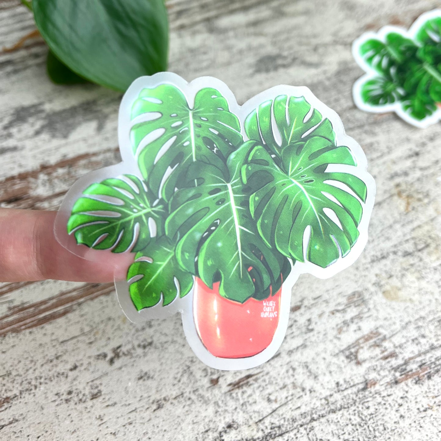 Sticker - Monstera deliciosa 6 Blätter transparent - wearequiethumans
