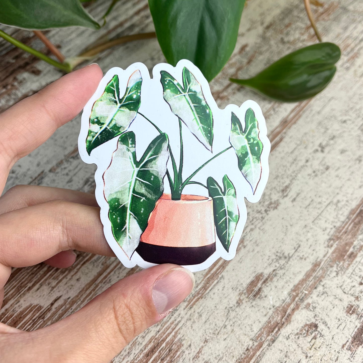 Magnet - Alocasia Frydek Variegata - wearequiethumans