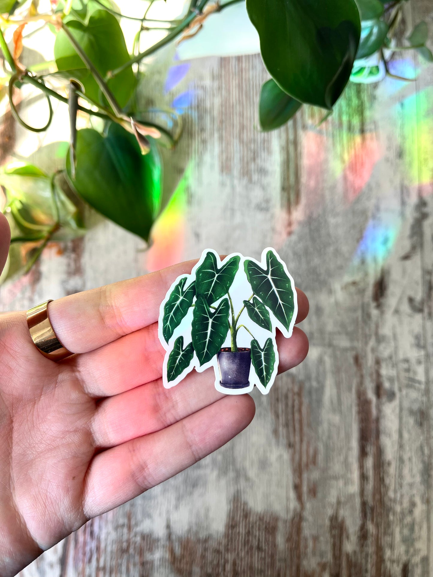 Sticker - Alocasia Frydek