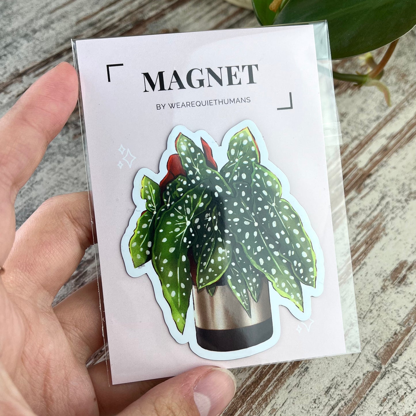 Magnet - Begonia Maculata im Topf - wearequiethumans