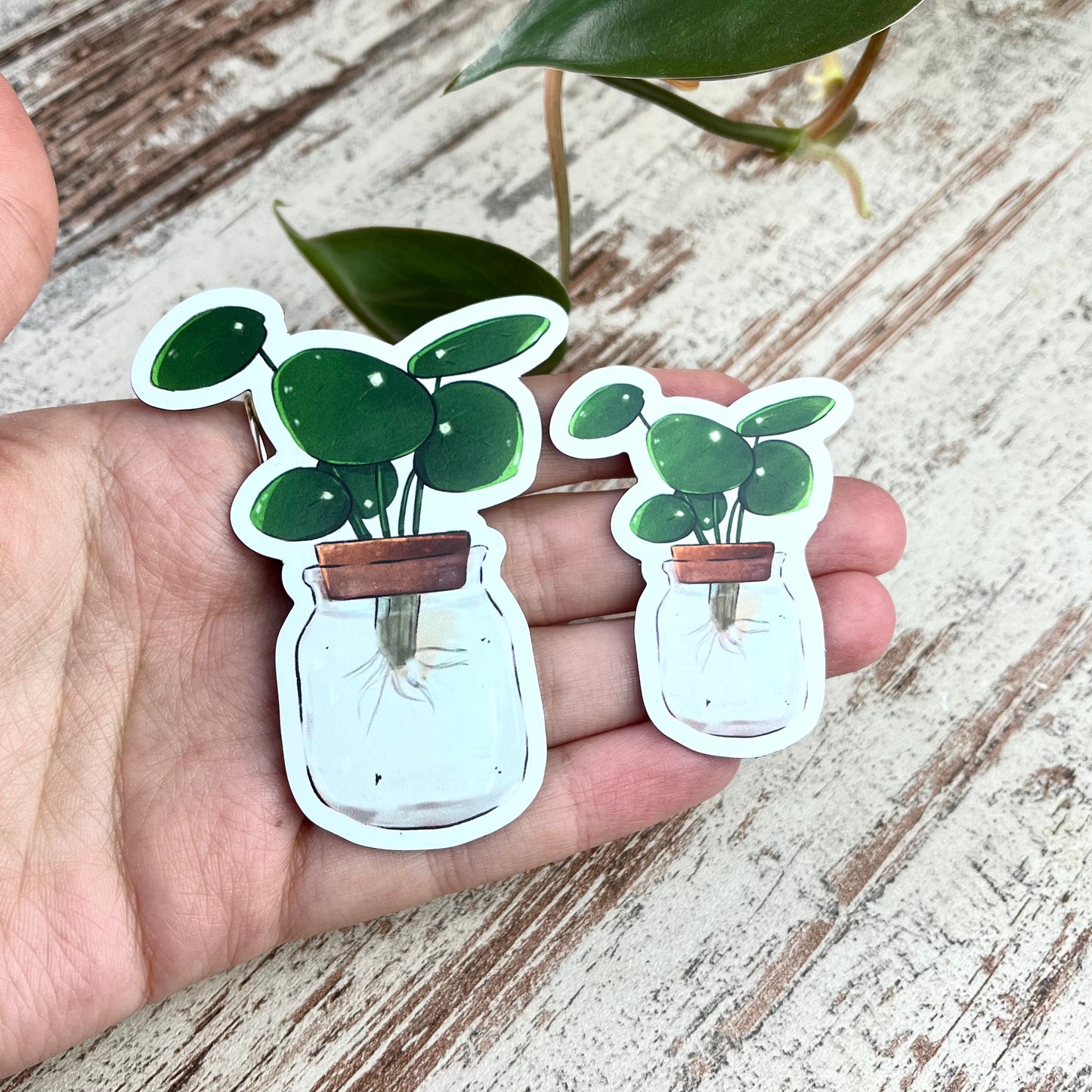 Magnet - Pilea Ableger im Glas - wearequiethumans