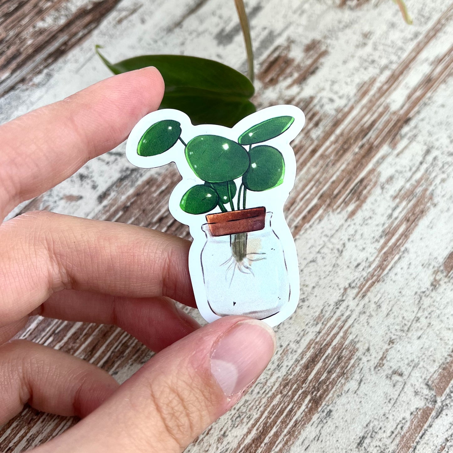 Magnet - Pilea Ableger im Glas - wearequiethumans
