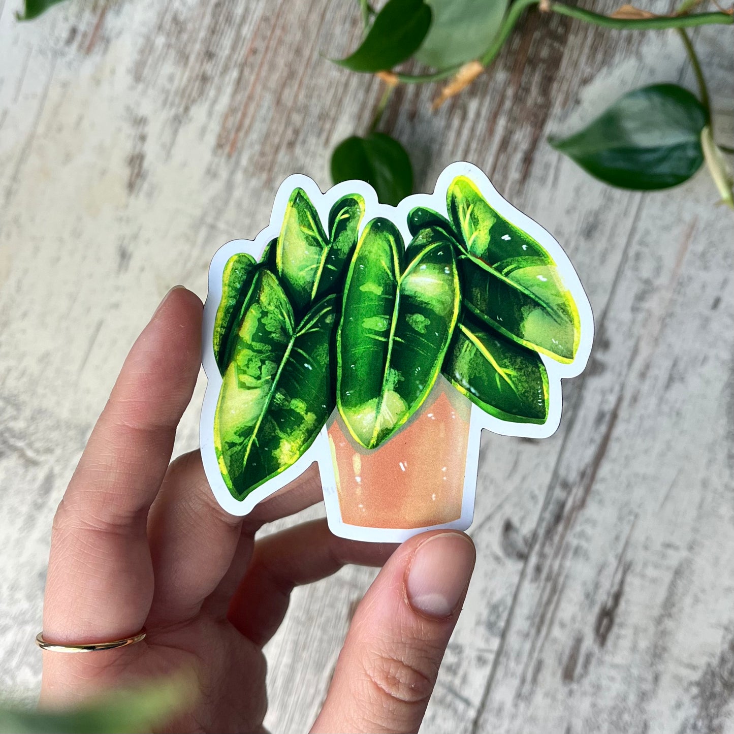 Kühlschrankmagnet - Philodendron Burle Marx Variegata