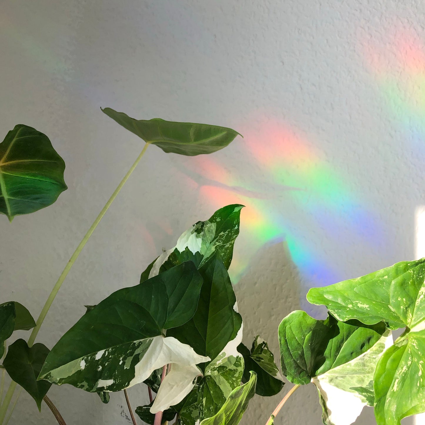 Sun Catcher Sticker - Anthurium Blatt - wearequiethumans