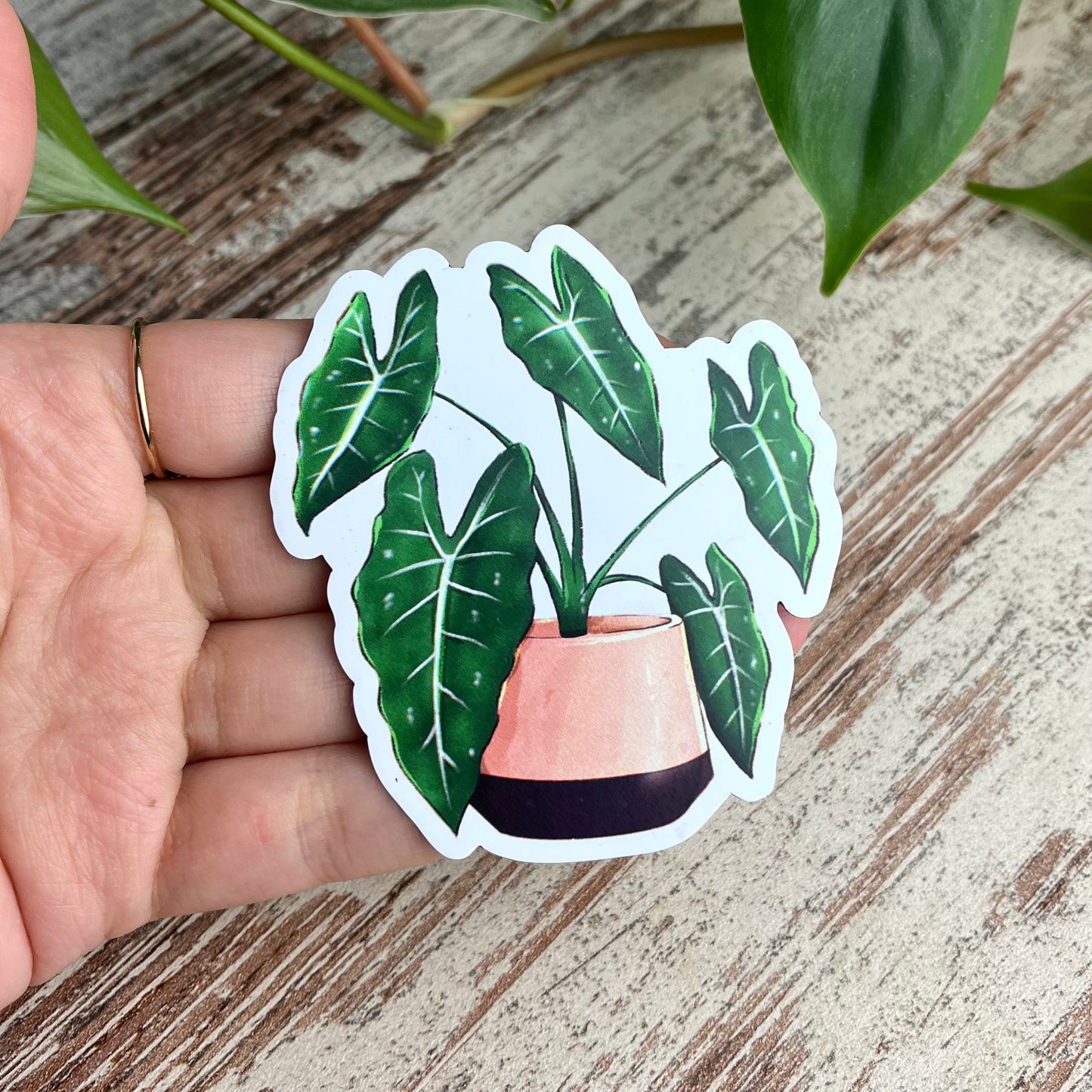 Magnet - Alocasia Frydek - wearequiethumans