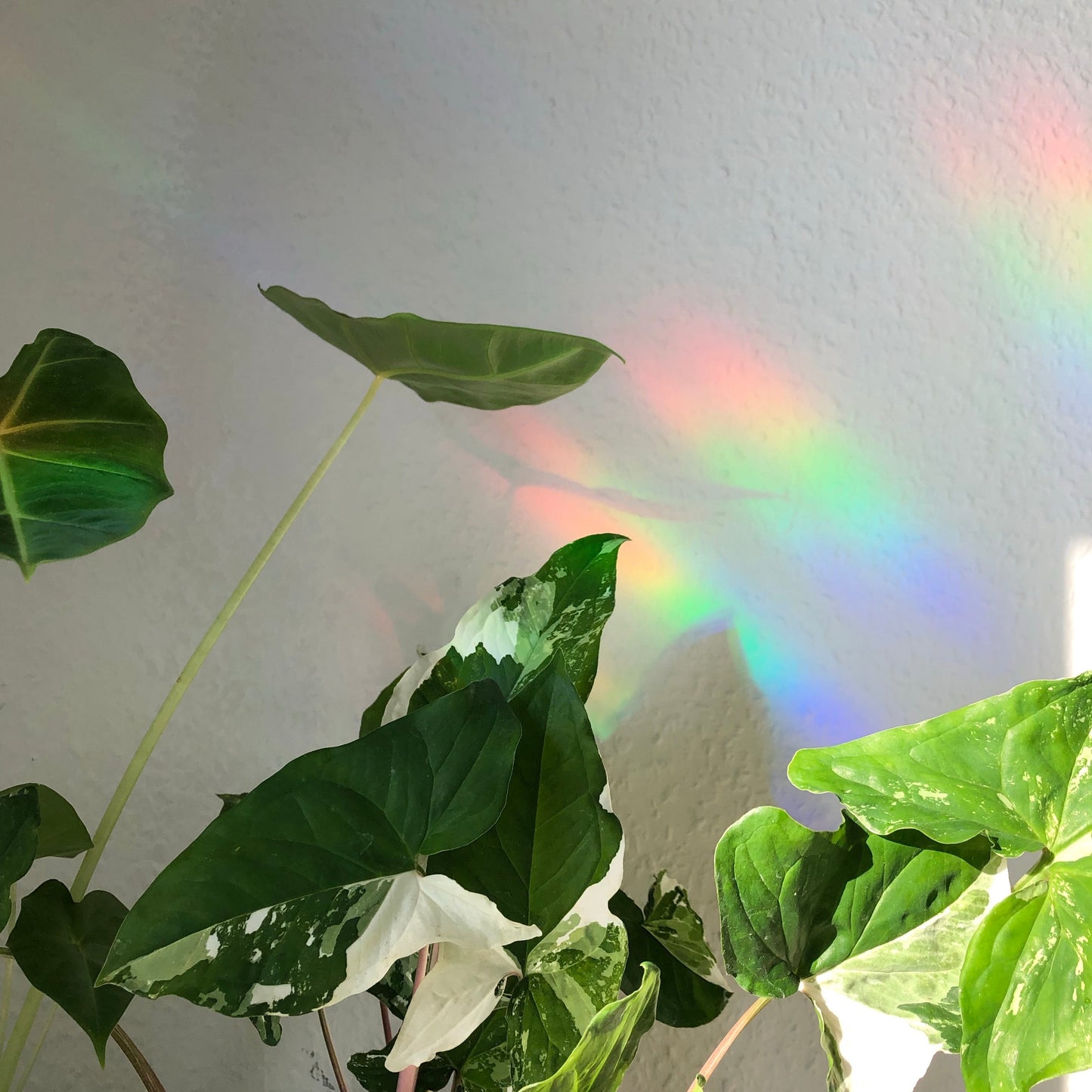 Sun Catcher Sticker - You grow girl Monstera - wearequiethumans