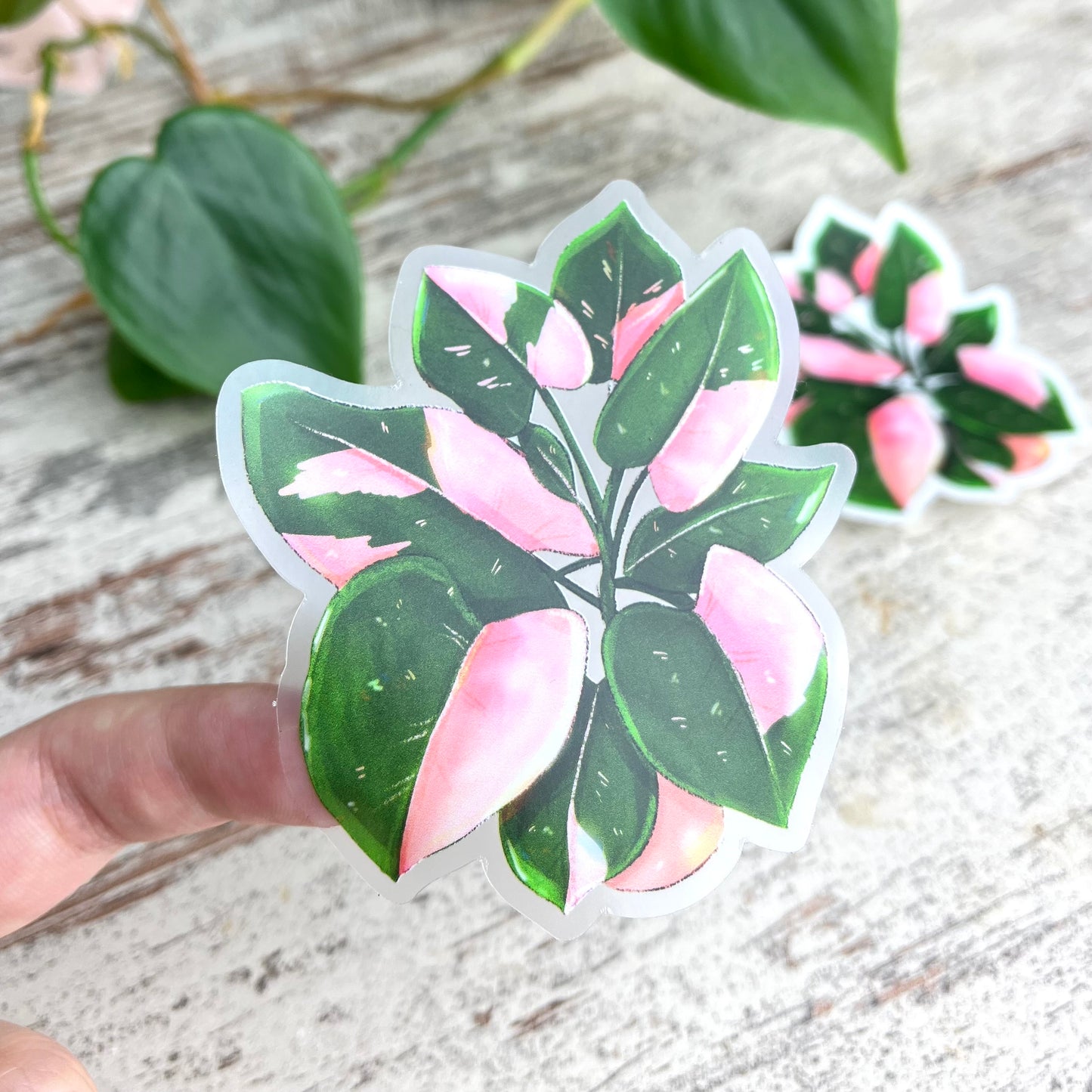 Sticker - Philodendron Pink Princess Topf transparent - wearequiethumans