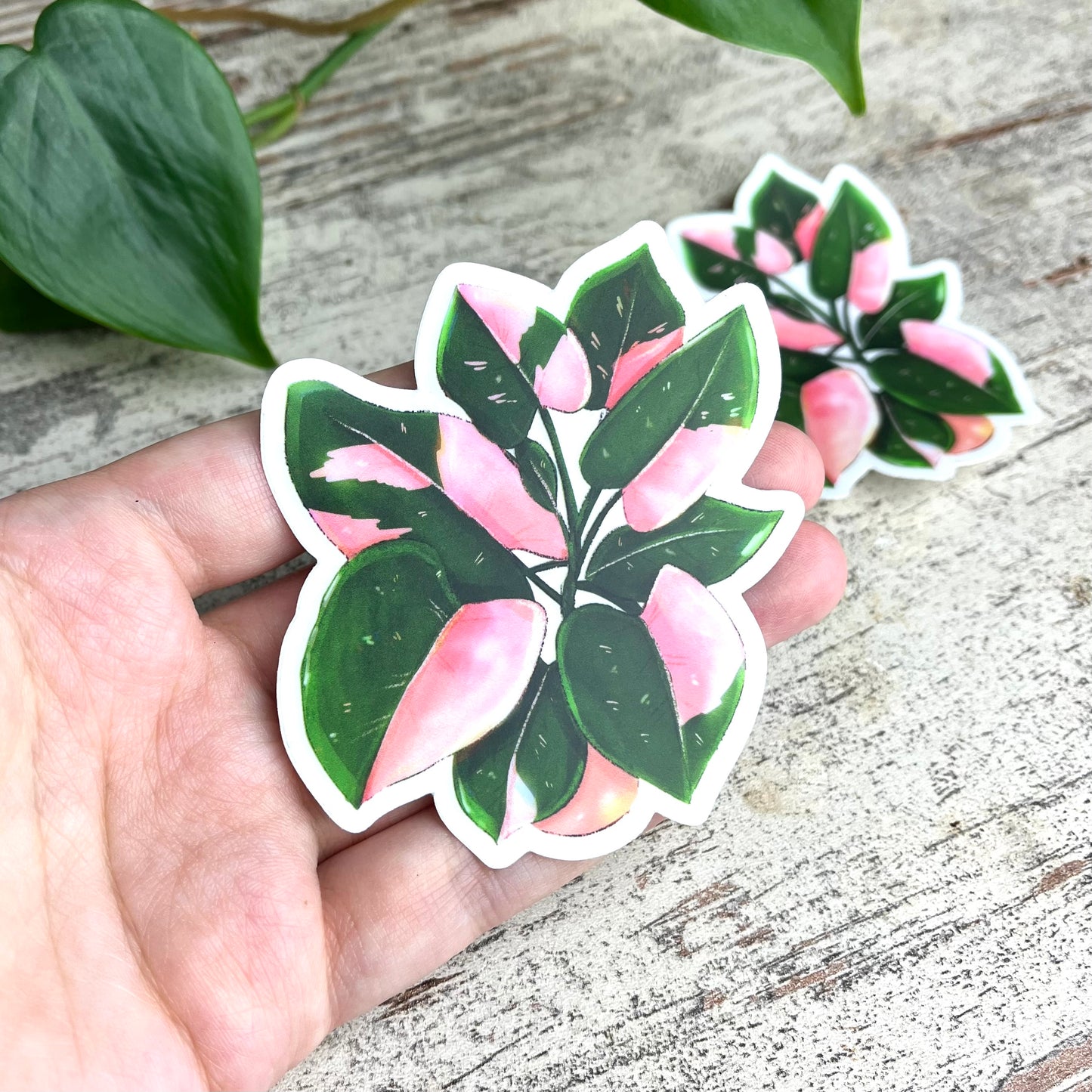 Sticker - Philodendron Pink Princess Topf transparent - wearequiethumans