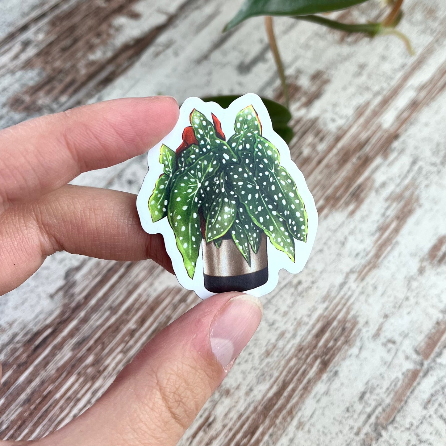 Magnet - Begonia Maculata im Topf - wearequiethumans