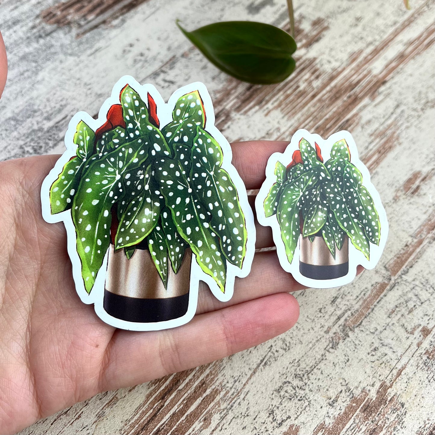Magnet - Begonia Maculata im Topf - wearequiethumans
