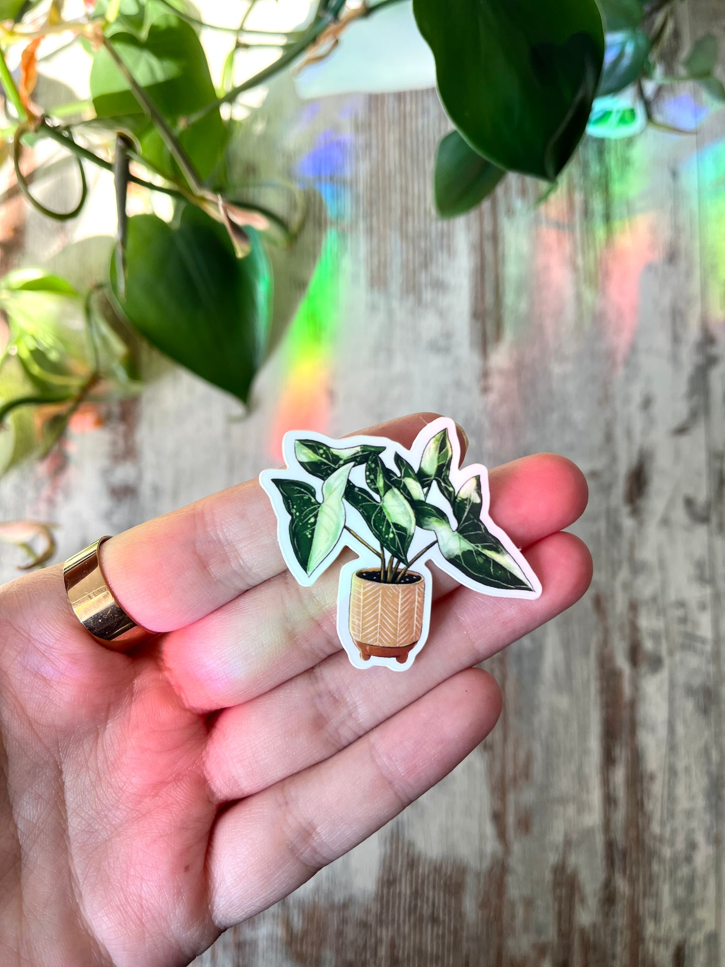 Sticker - Syngonium Variegata