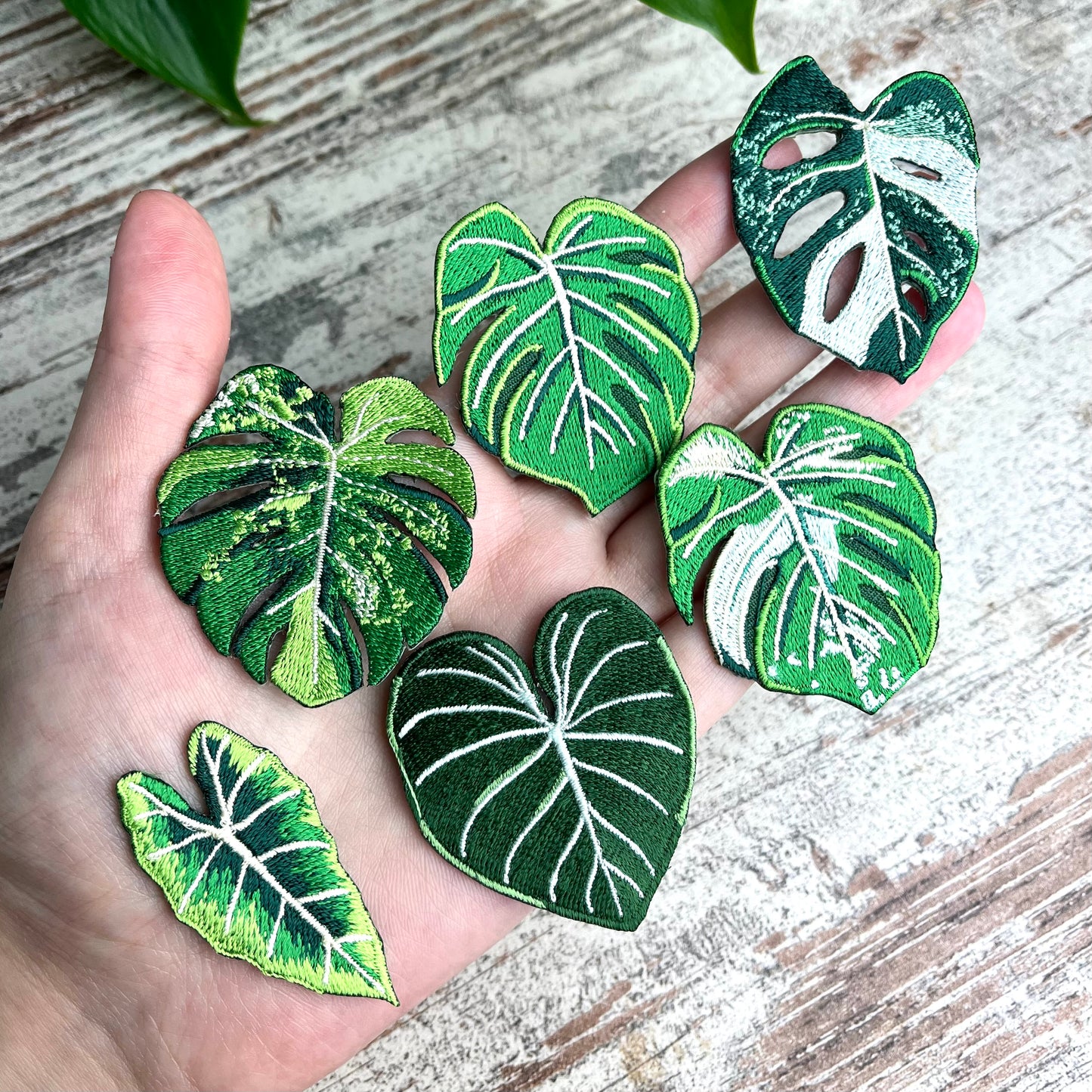 Patch Monstera adansonii variegata - zum Aufnähen oder Aufbügeln - wearequiethumans