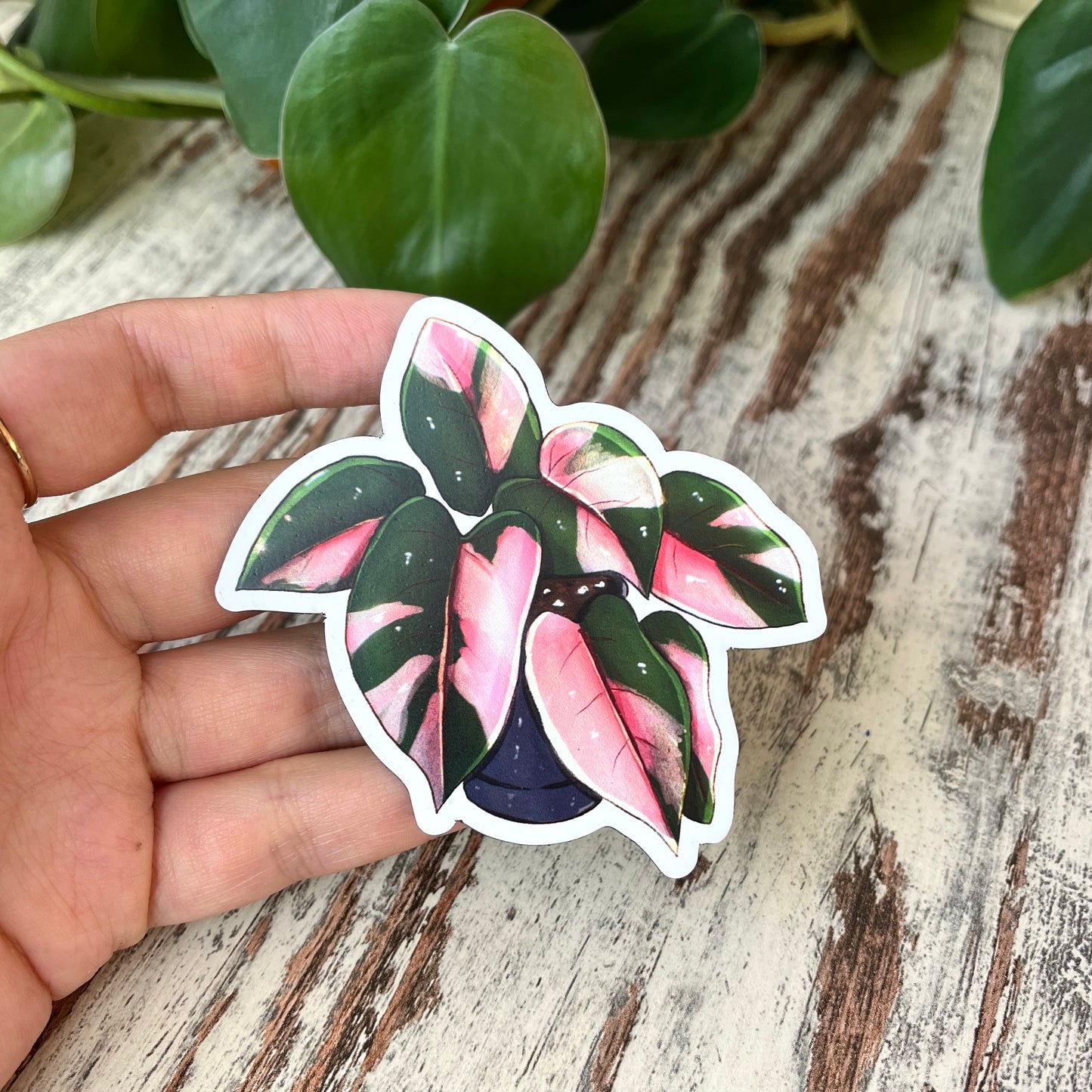 Magnet - Philodendron Prink Princess - wearequiethumans