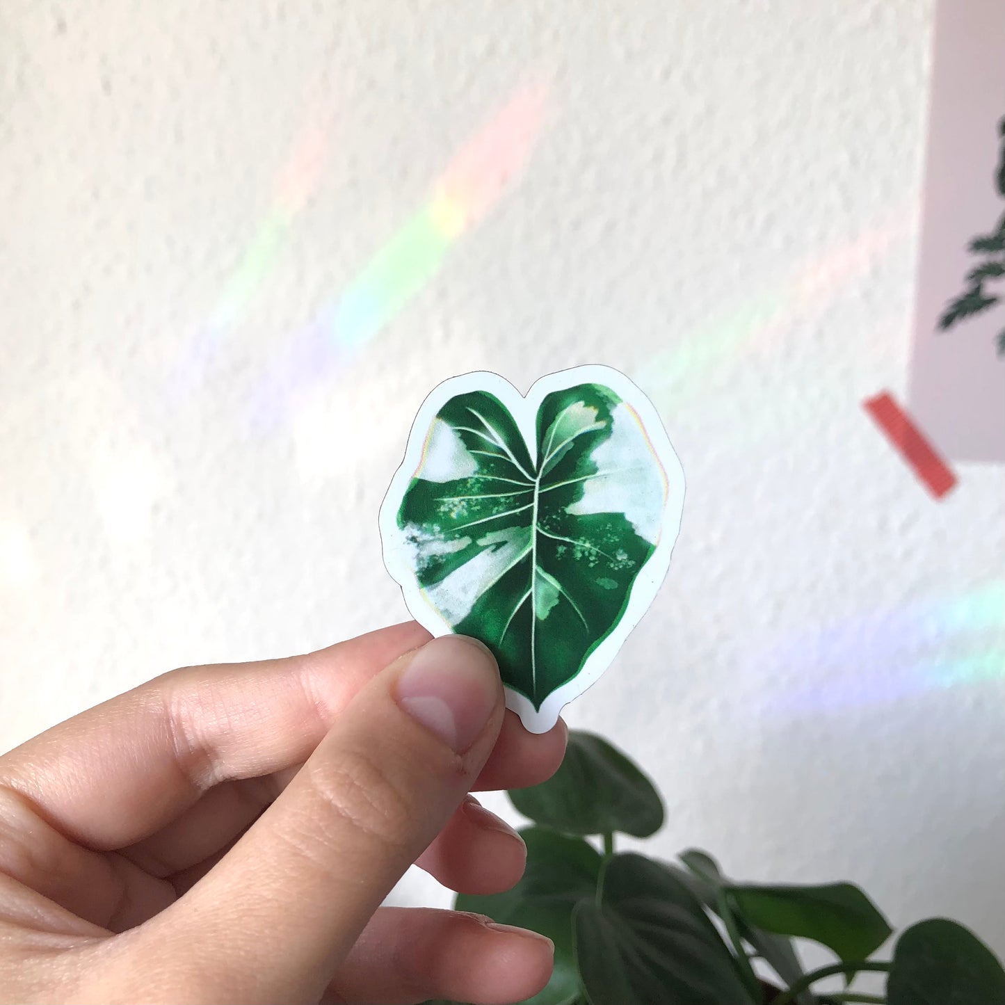 Magnet - Alocasia variegata - 1 Blatt - wearequiethumans