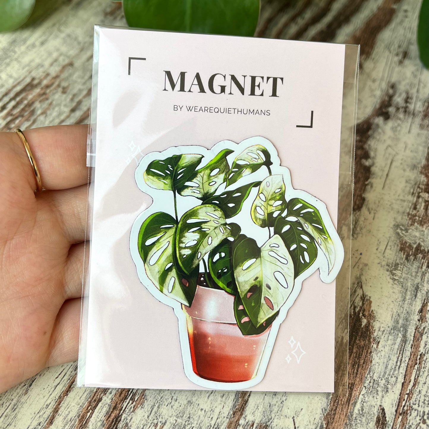 Kühlschrankmagnet - Monstera Adansonii variegata - wearequiethumans