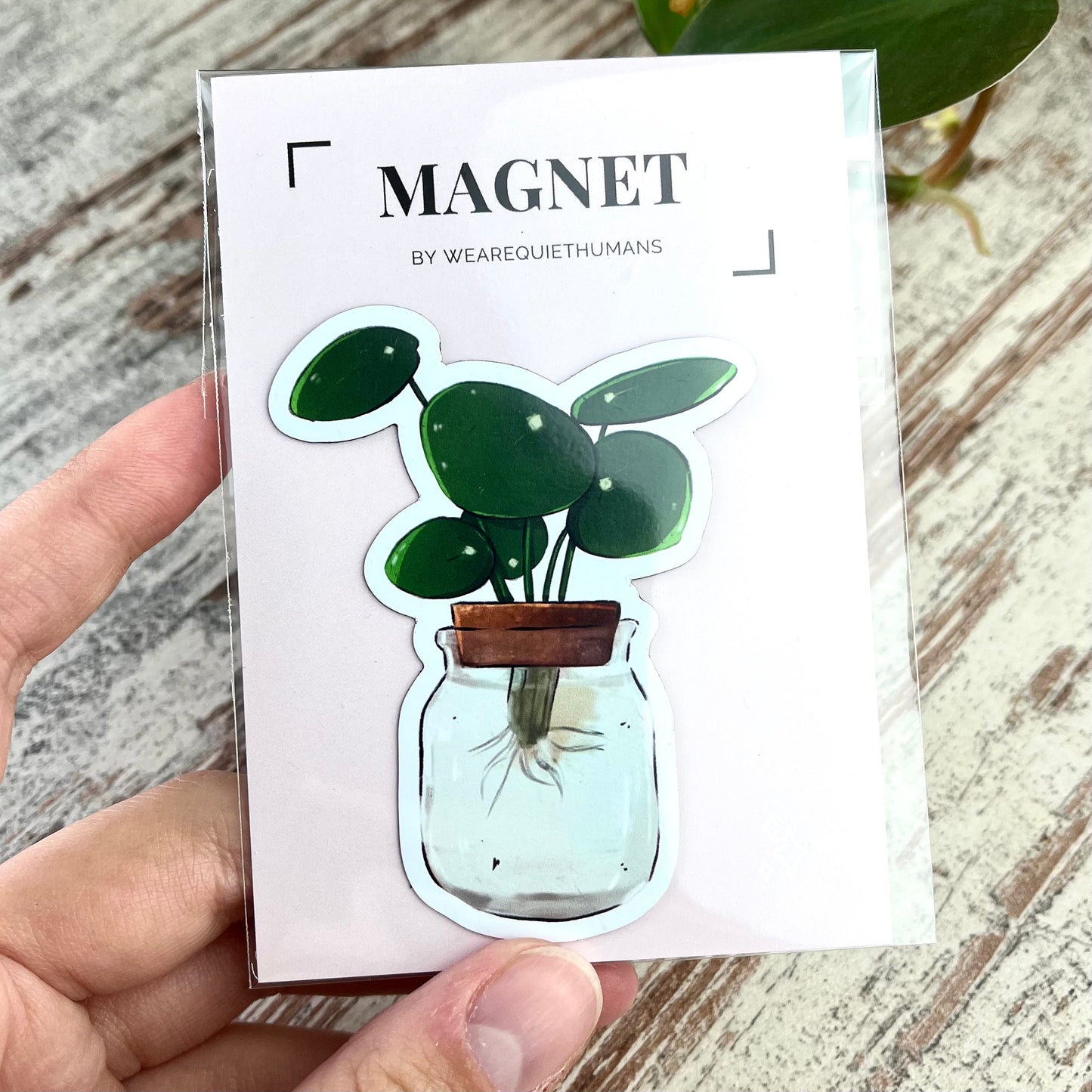 Magnet - Pilea Ableger im Glas - wearequiethumans