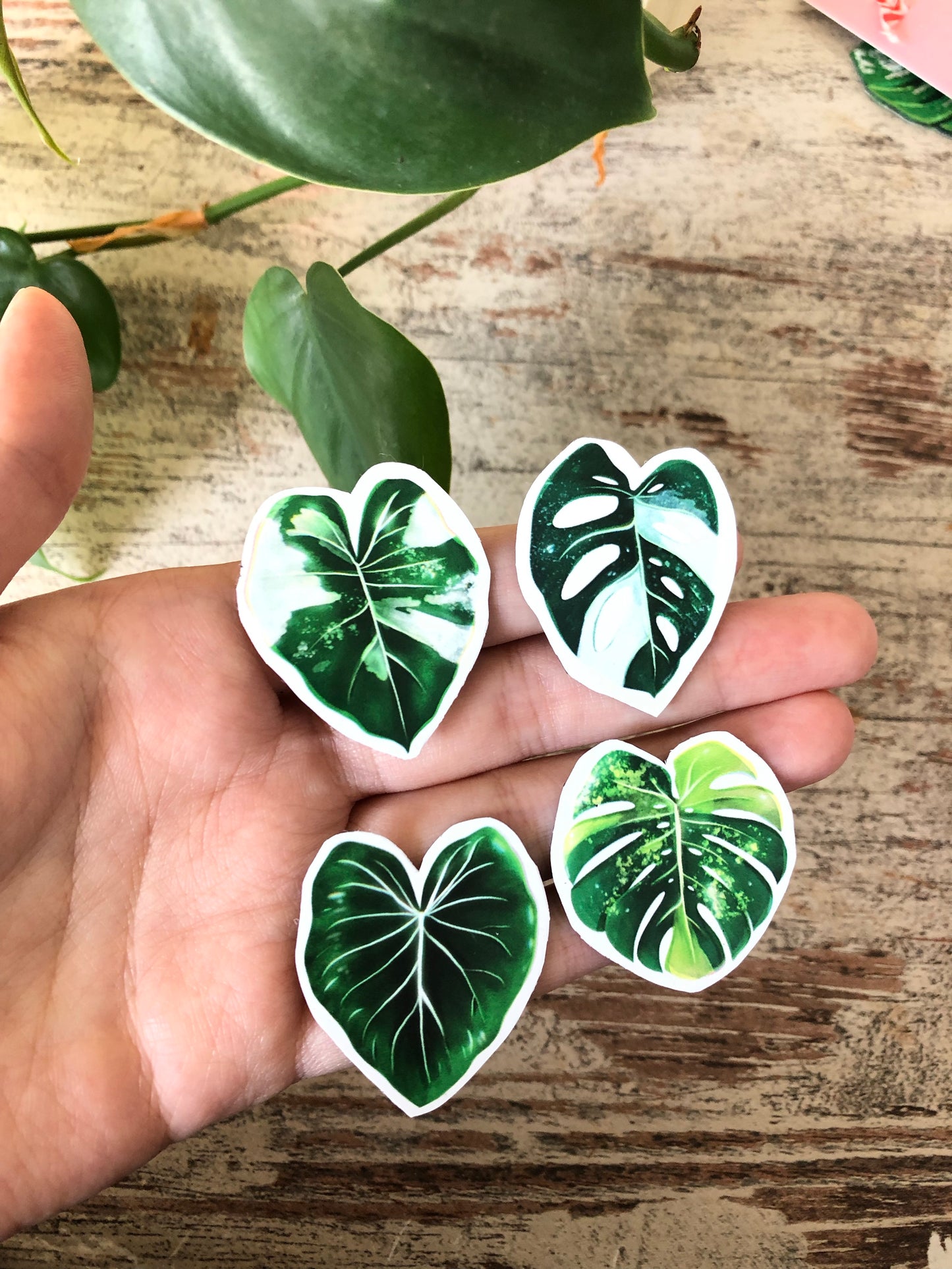 Magnet Set 2 - Alocasia variegata, Monstera adansonii variegata, Monstera Aurea, Philodendron - wearequiethumans