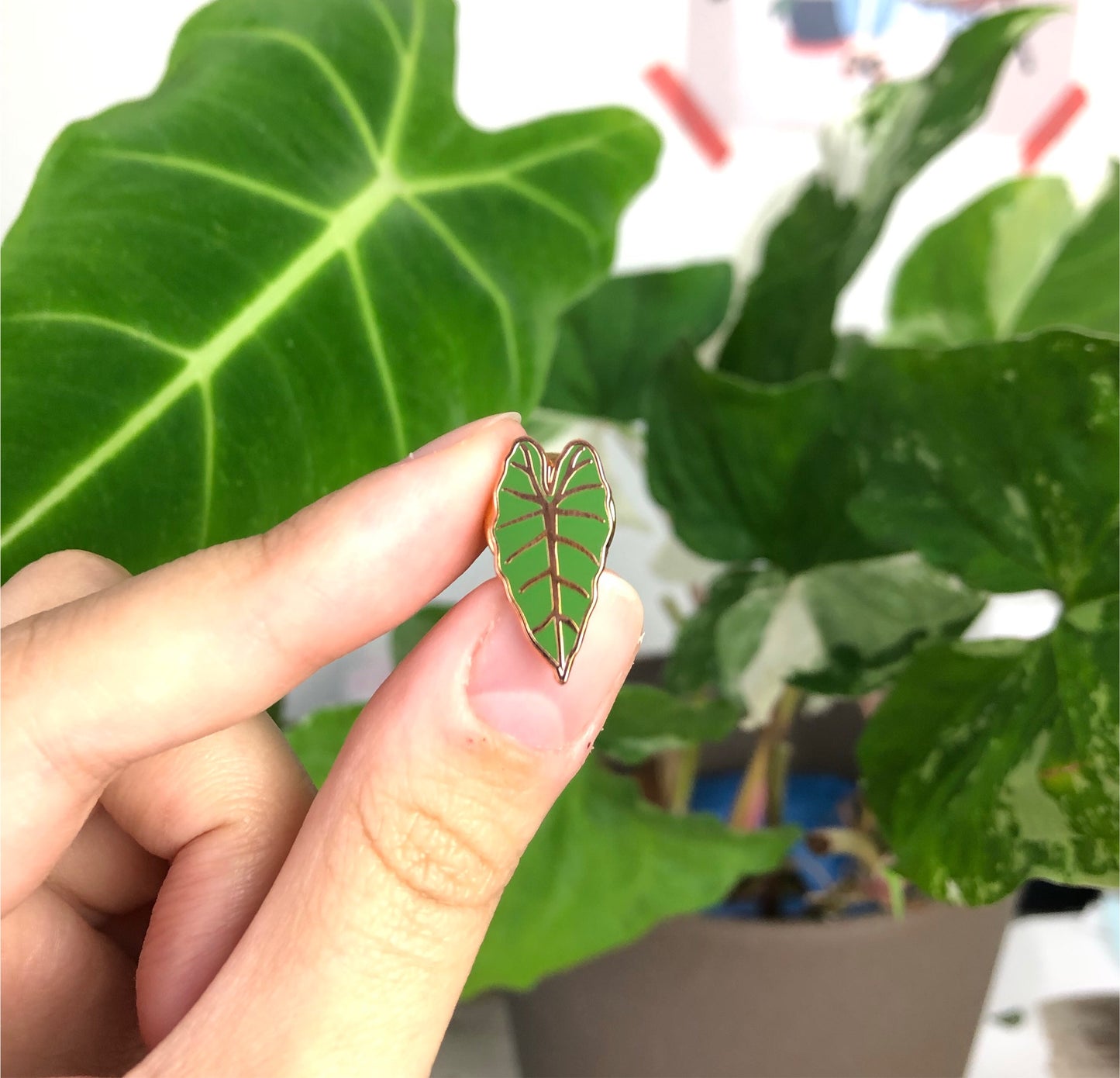Pin - Alocasia Frydek - wearequiethumans