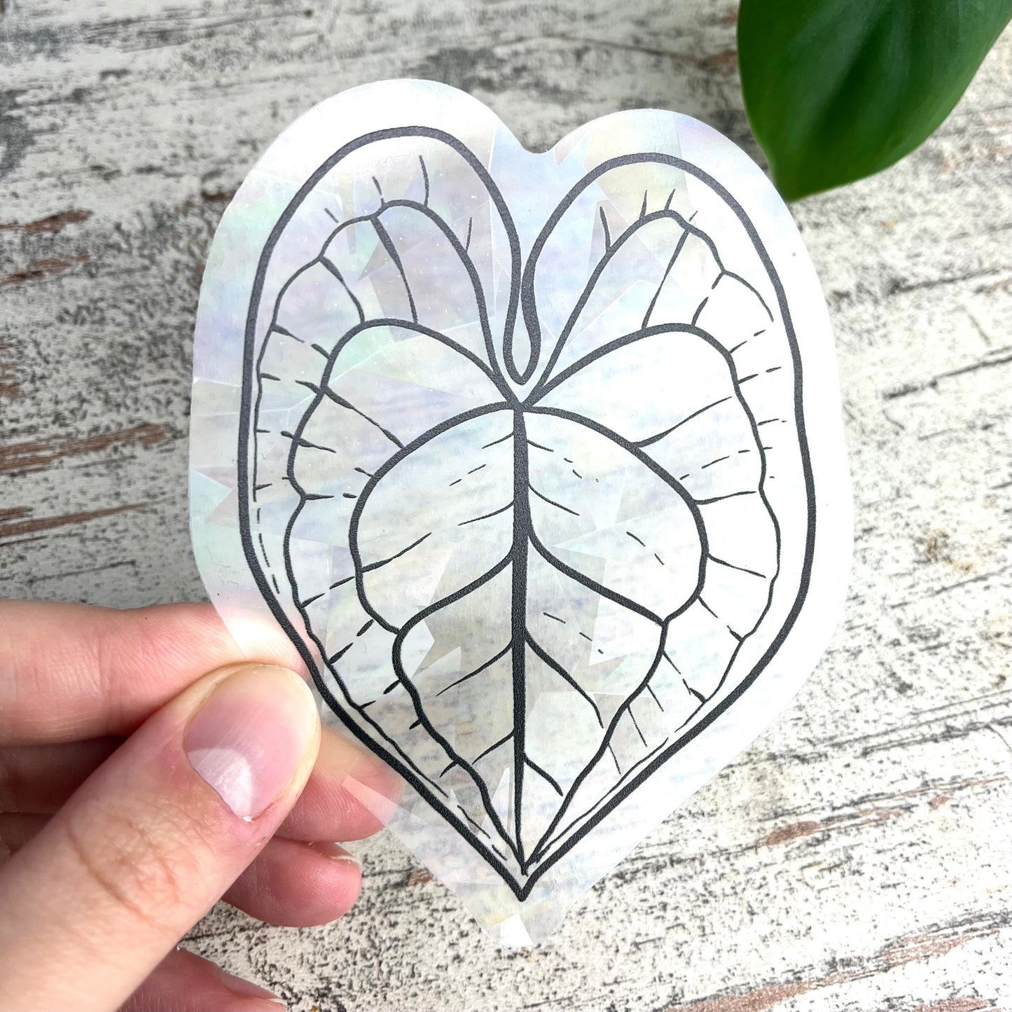 Sun Catcher Sticker - Anthurium Blatt - wearequiethumans