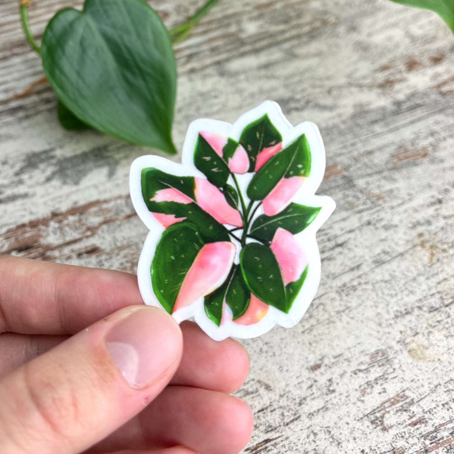 Sticker - Philodendron Pink Princess Topf transparent - wearequiethumans