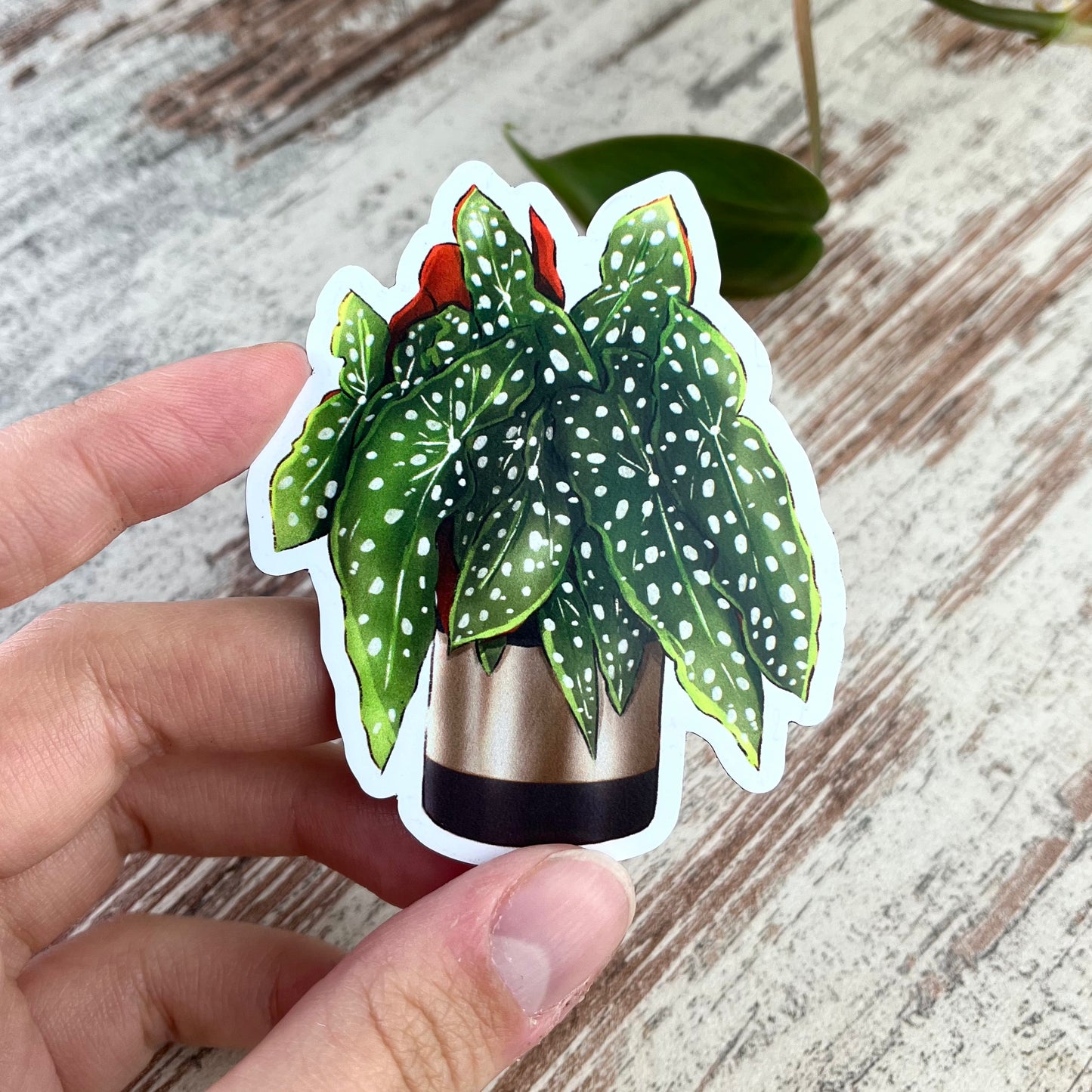 Magnet - Begonia Maculata im Topf - wearequiethumans