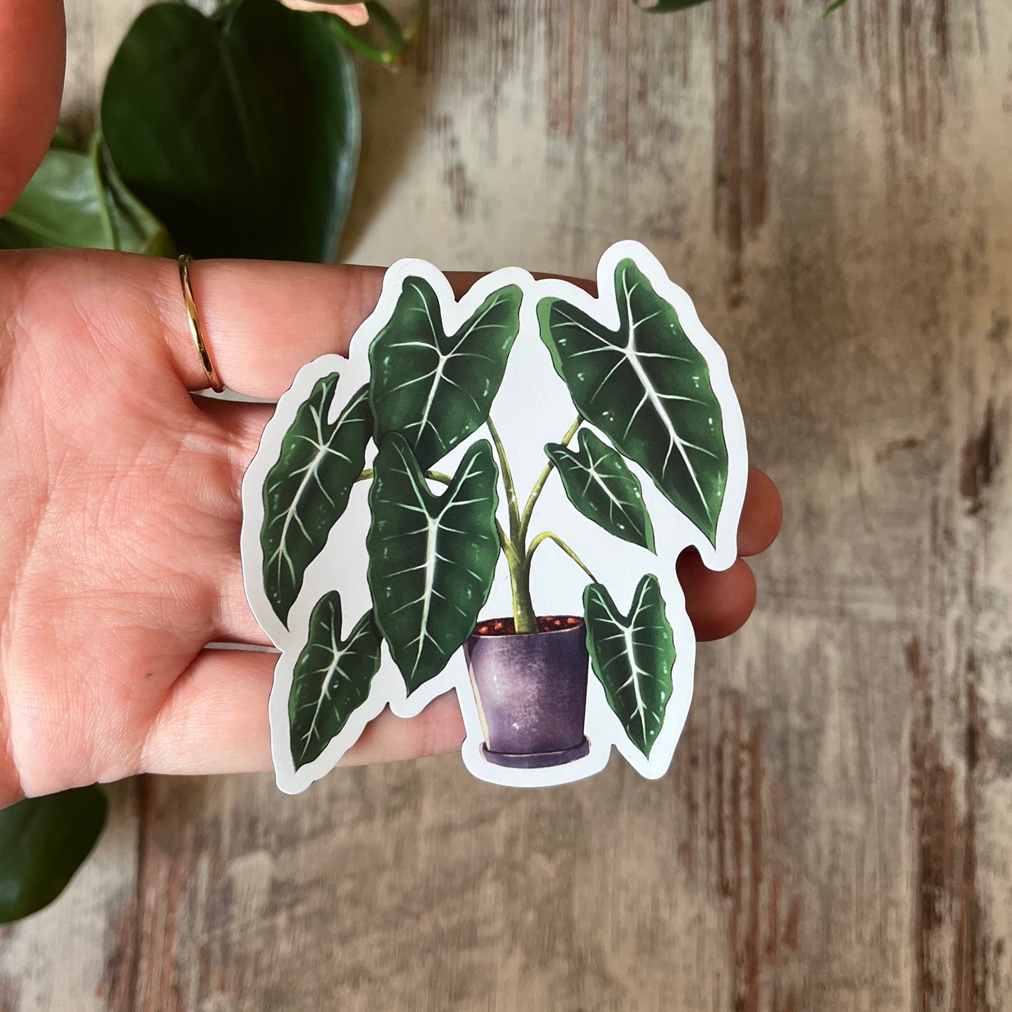 Magnet - Alocasia Frydek