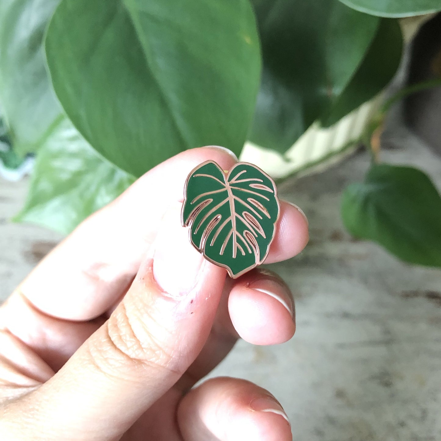 Pin - Monstera deliciosa - wearequiethumans