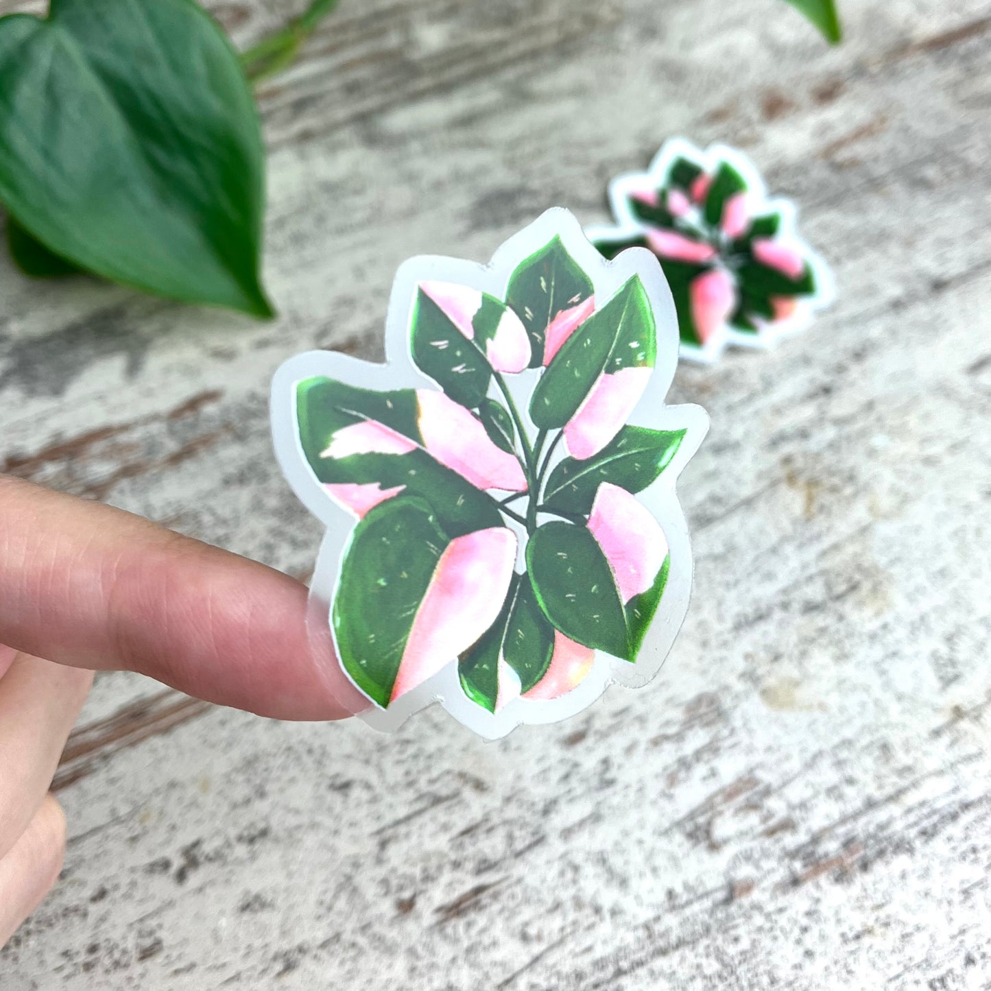 Sticker - Philodendron Pink Princess Topf transparent - wearequiethumans