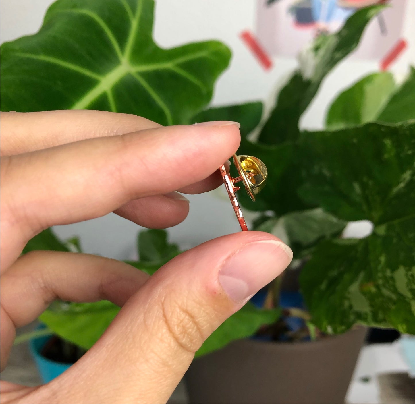 Pin - Alocasia Frydek - wearequiethumans