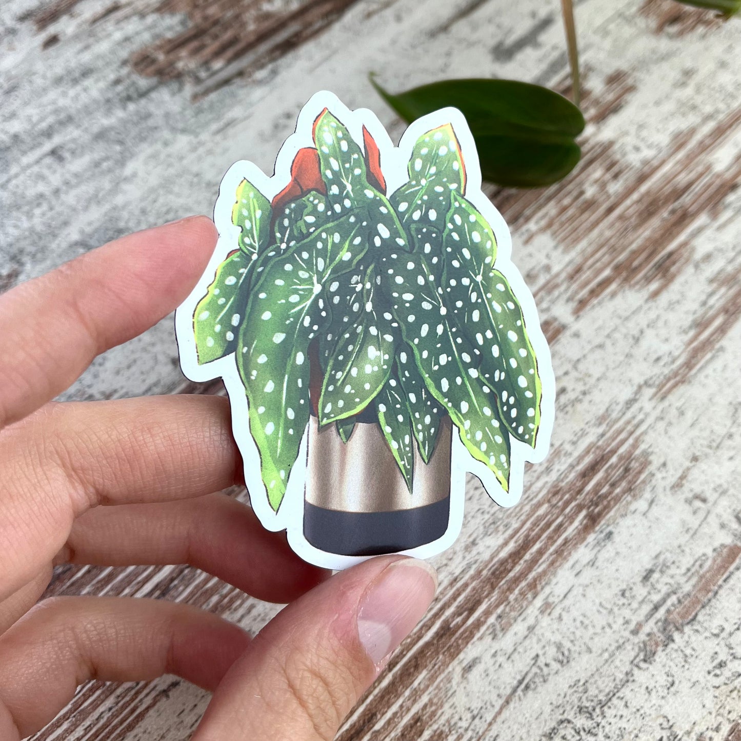 Magnet - Begonia Maculata im Topf - wearequiethumans