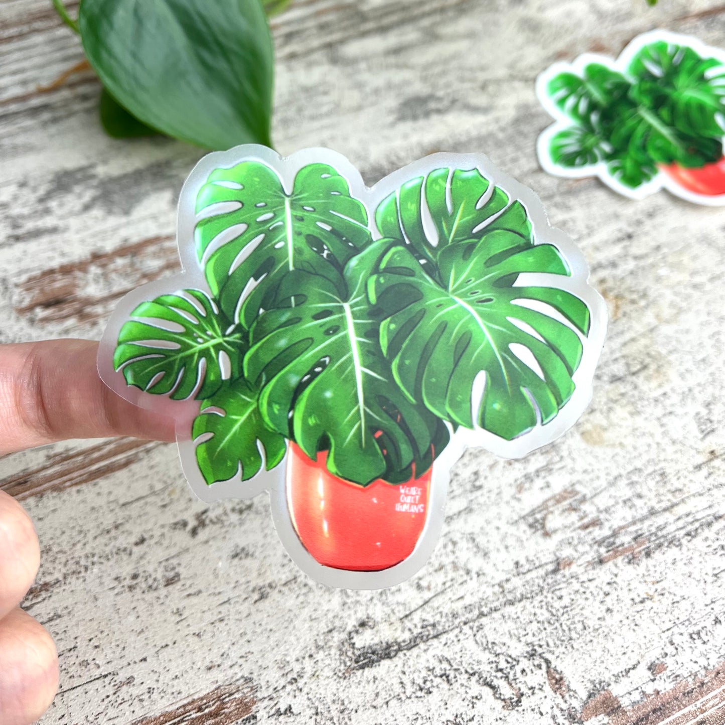 Sticker - Monstera deliciosa 6 Blätter transparent - wearequiethumans