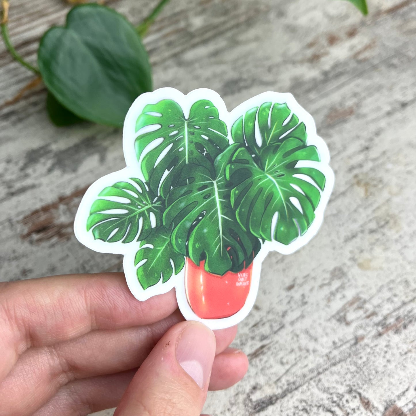Sticker - Monstera deliciosa 6 Blätter transparent - wearequiethumans