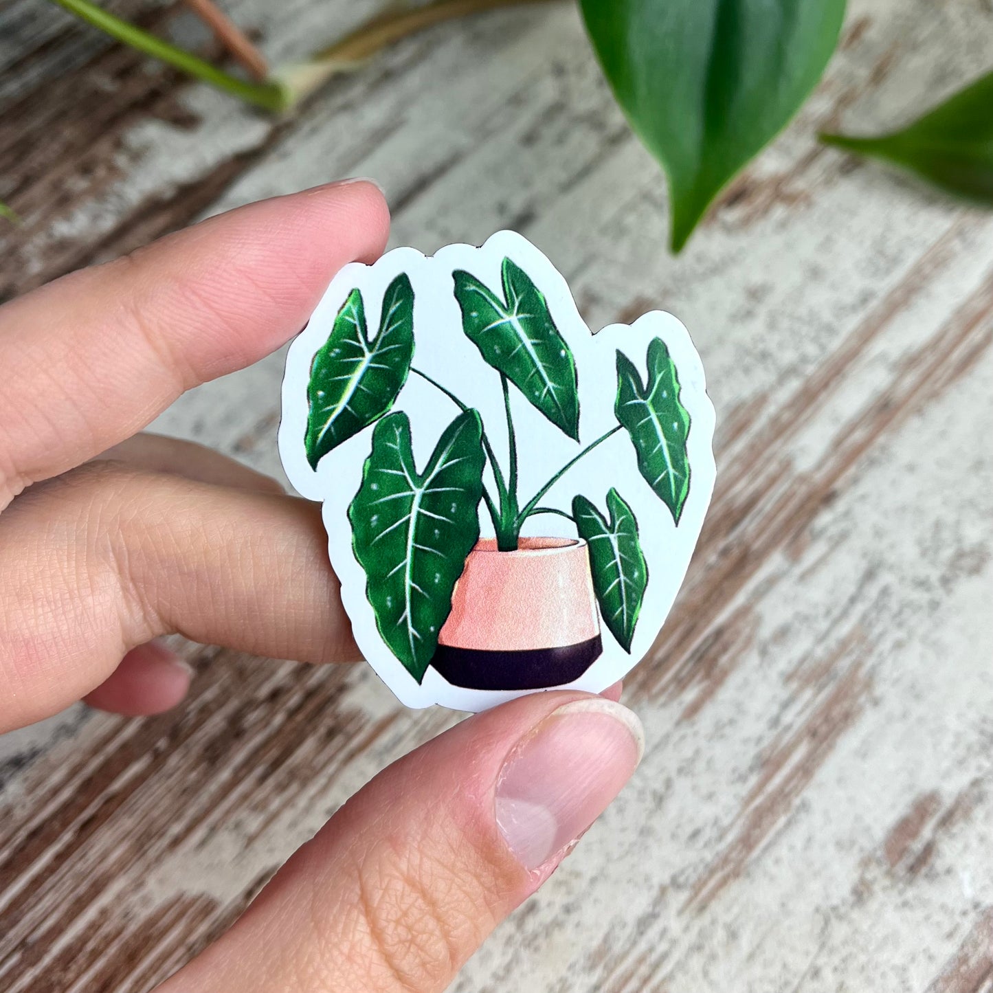 Magnet - Alocasia Frydek - wearequiethumans