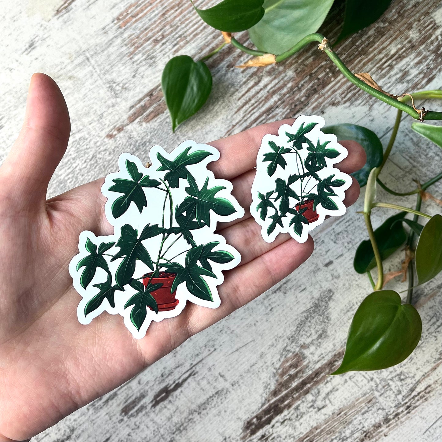 Kühlschrankmagnet - Philodendron Florida Green