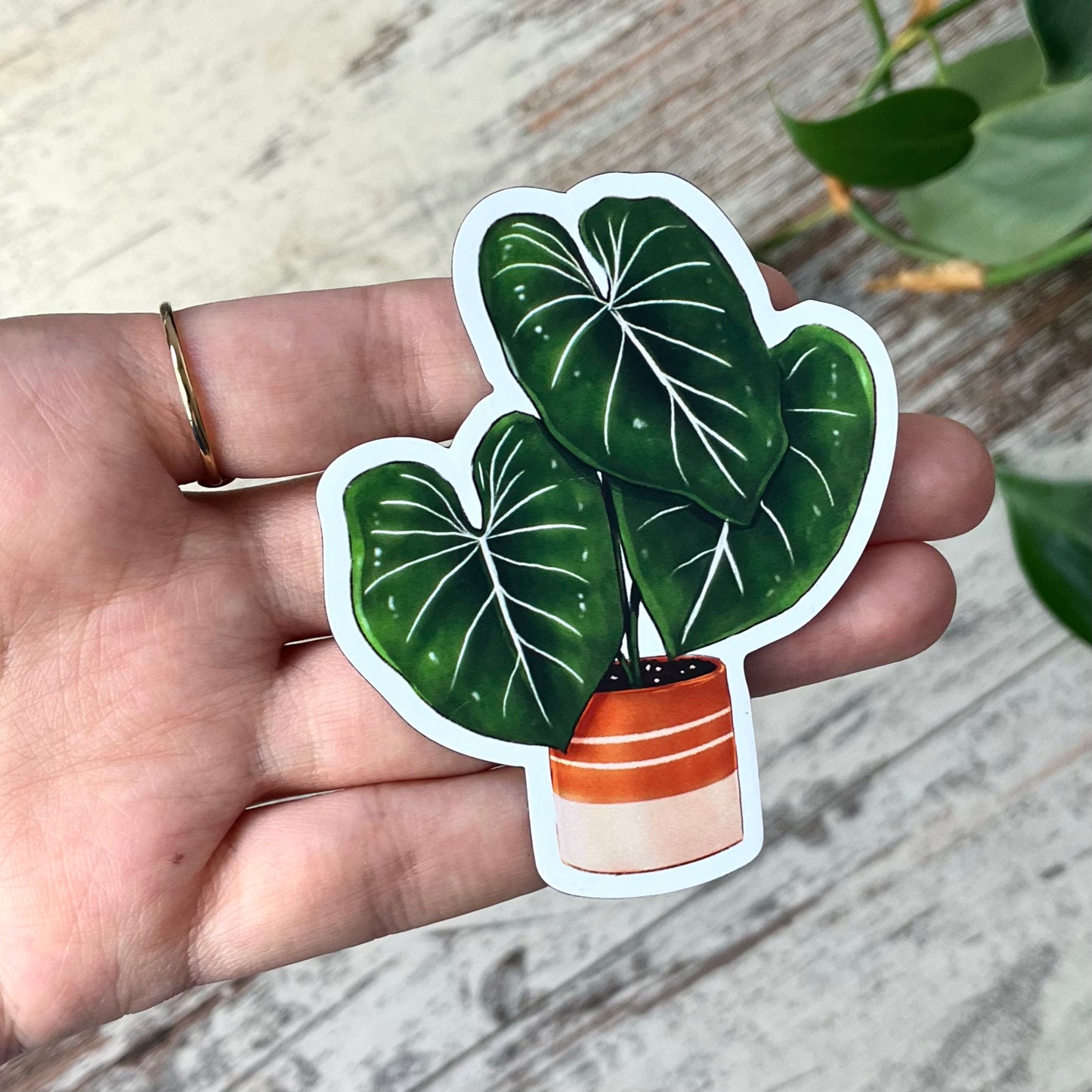 Kühlschrankmagnet - Philodendron Gloriosum