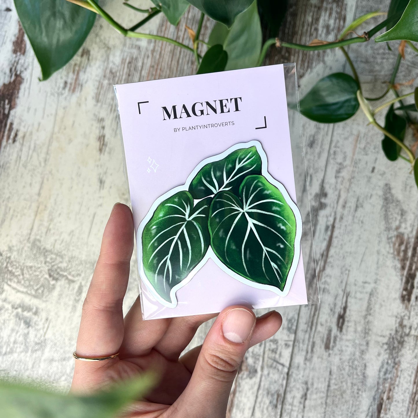 Kühlschrankmagnet - Philodendron Gloriosum Blätter