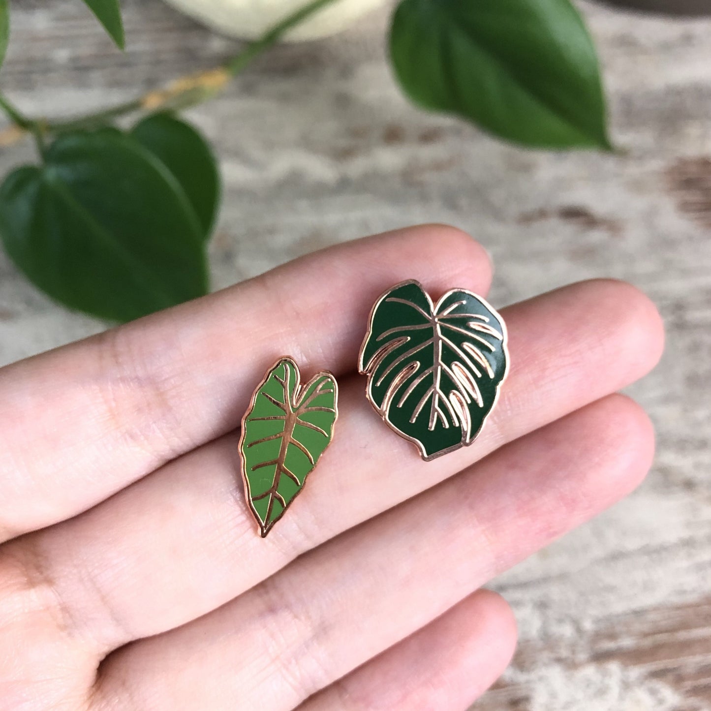 Pin - Alocasia Frydek - wearequiethumans