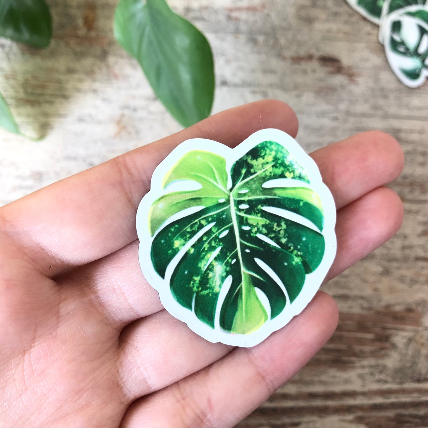 Magnet - Monstera deliciosa Aurea 1 Blatt - wearequiethumans