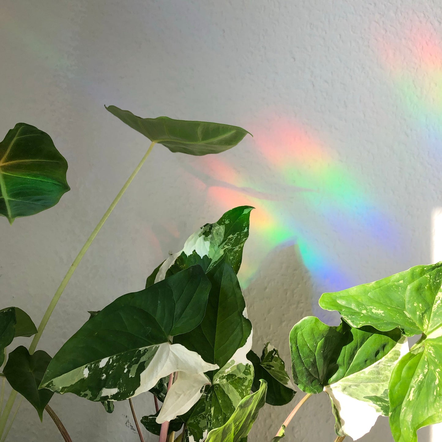 Sun Catcher Sticker - Herz - wearequiethumans