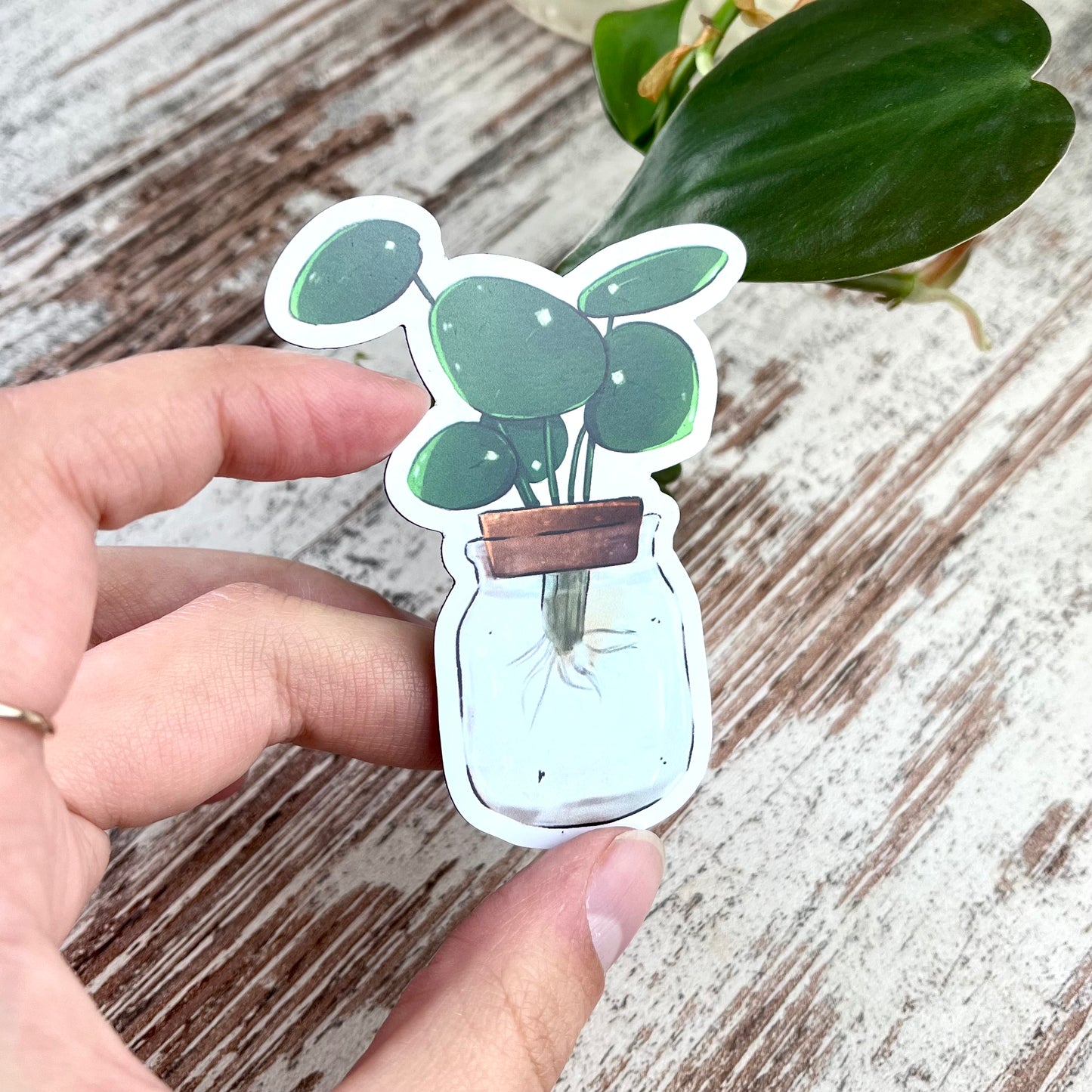 Magnet - Pilea Ableger im Glas - wearequiethumans