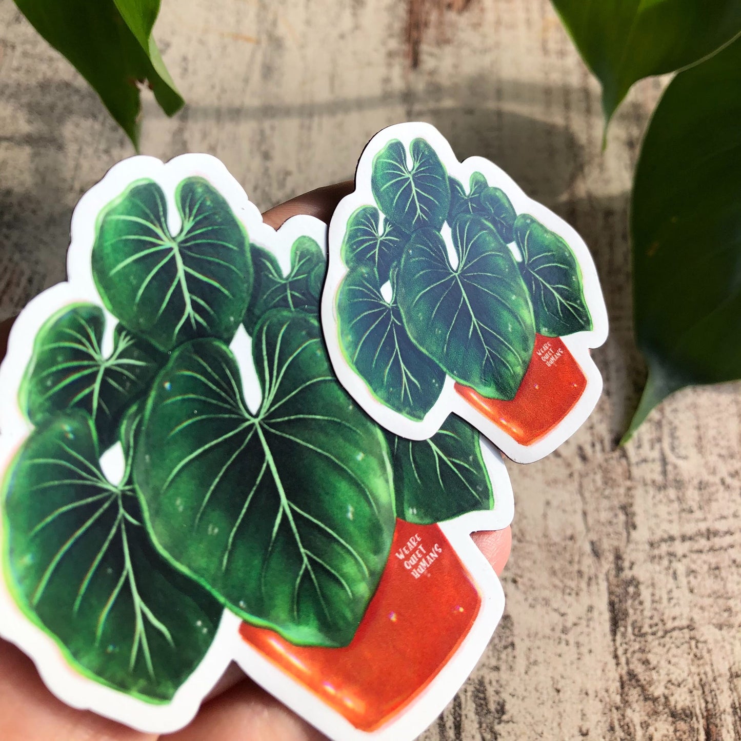 Magnet - Philodendron Gloriosum 6 Blätter - wearequiethumans