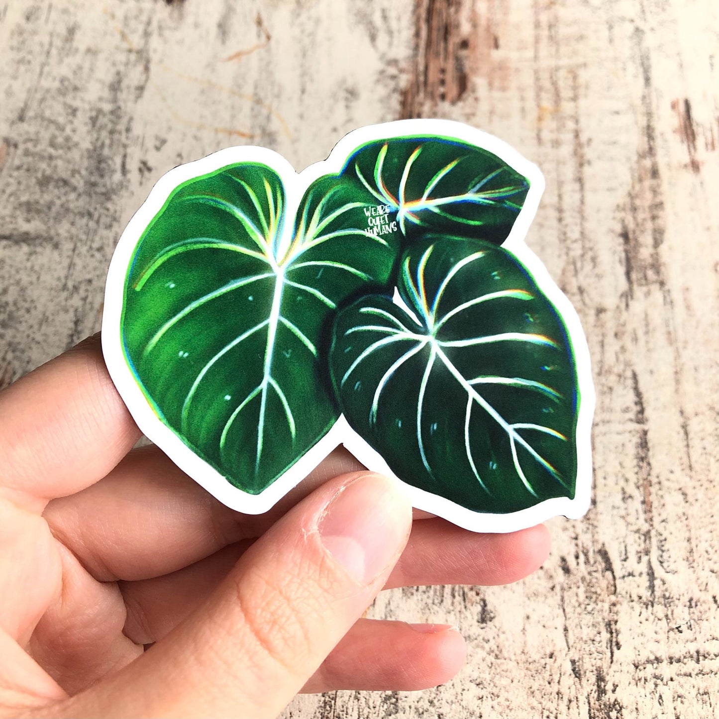 Magnet - Philodendron Gloriosum 3 Blätter - wearequiethumans