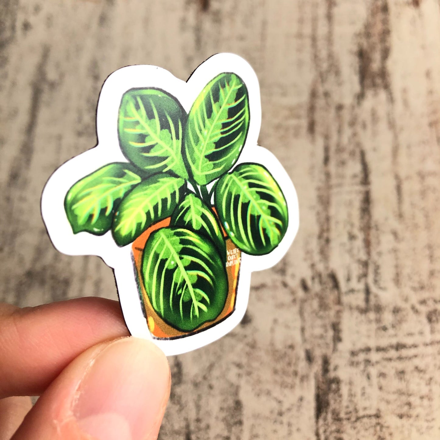 Magnet - Maranta leuconeura - wearequiethumans