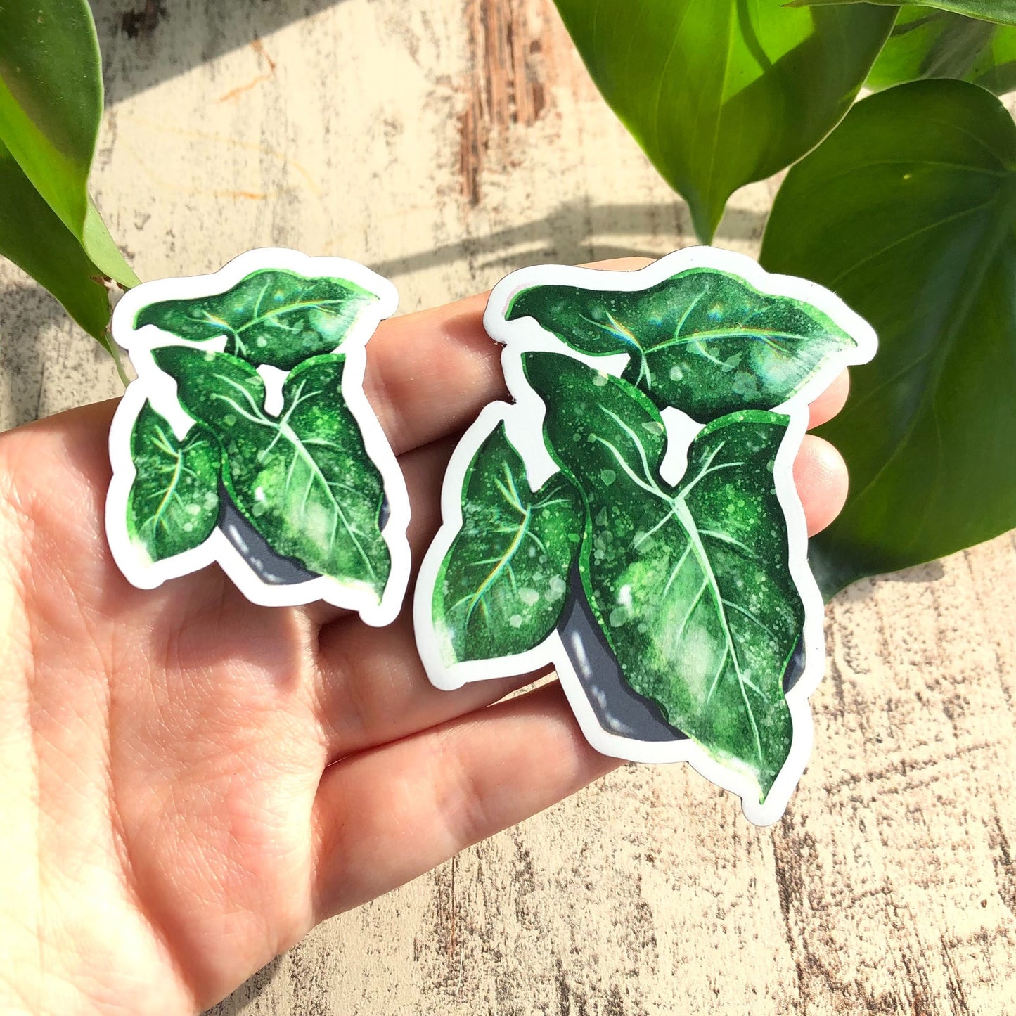 Magnet - Syngonium mottled - wearequiethumans