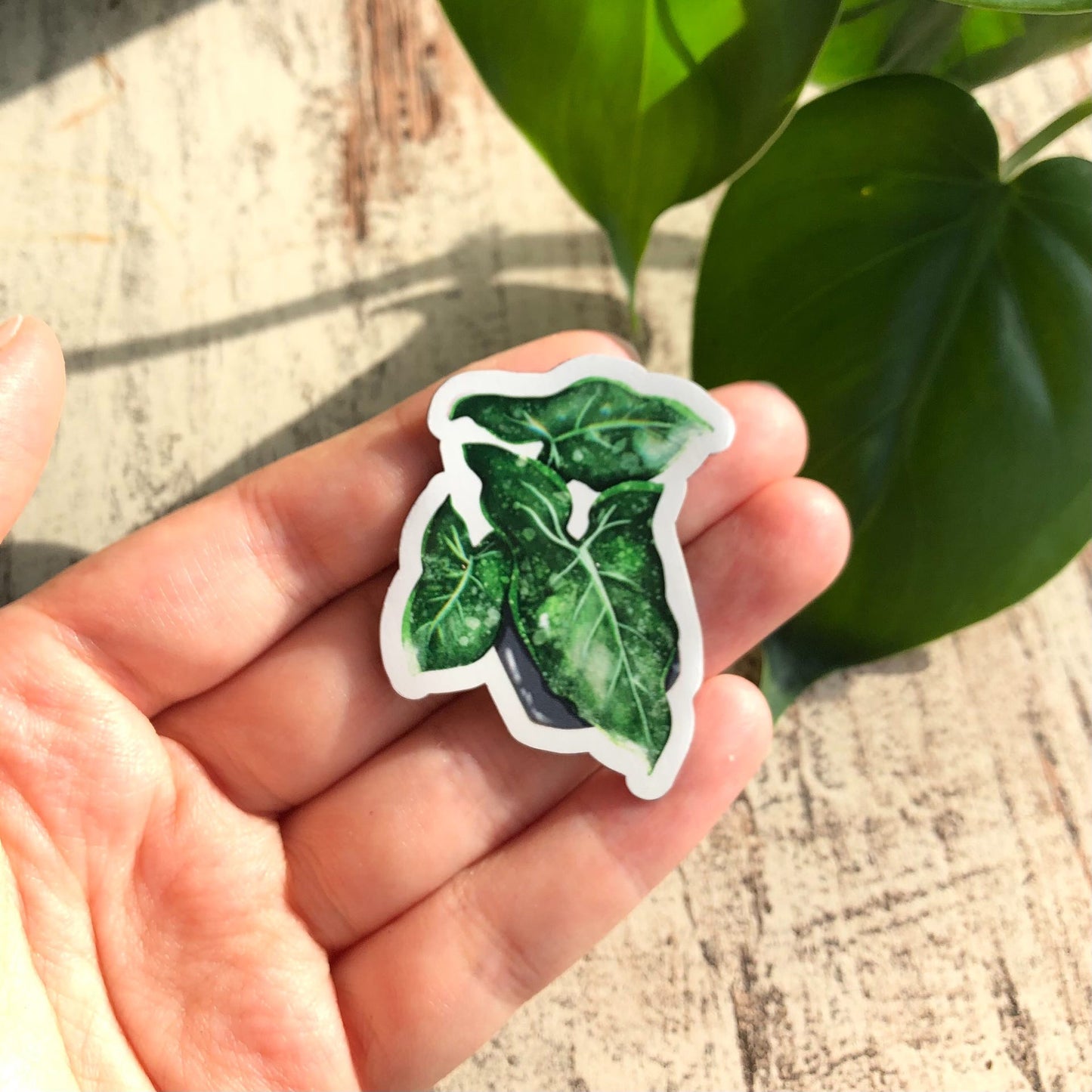 Magnet - Syngonium mottled - wearequiethumans