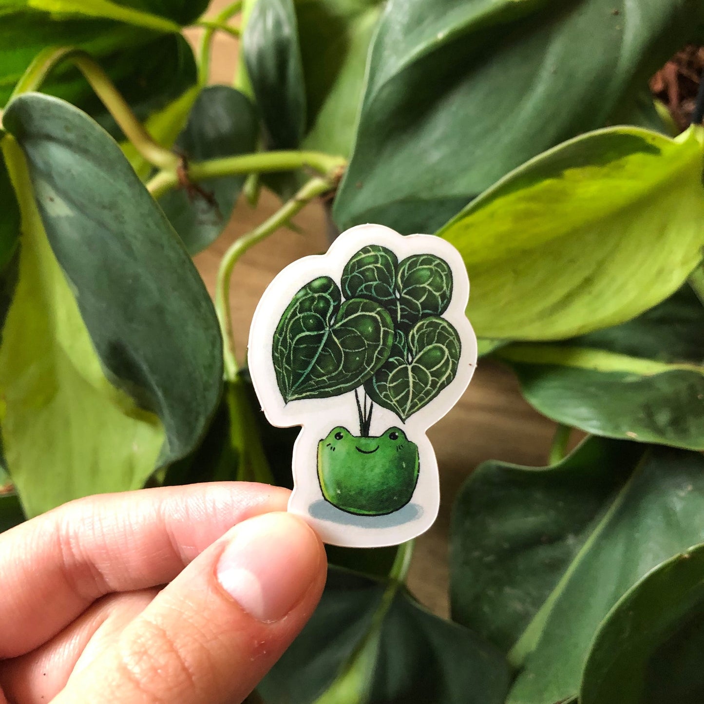 Sticker - Anthurium Clarinervium im Froschtopf - wearequiethumans